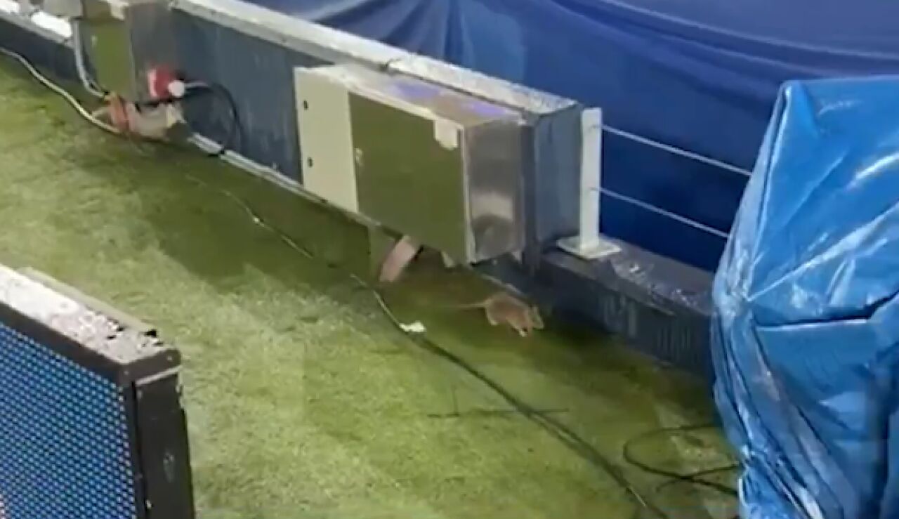 Nuevos problemas en el Camp Nou: aparecen ratas en el c&eacute;sped