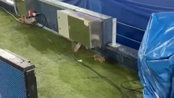 Nuevos problemas en el Camp Nou: aparecen ratas en el c&eacute;sped