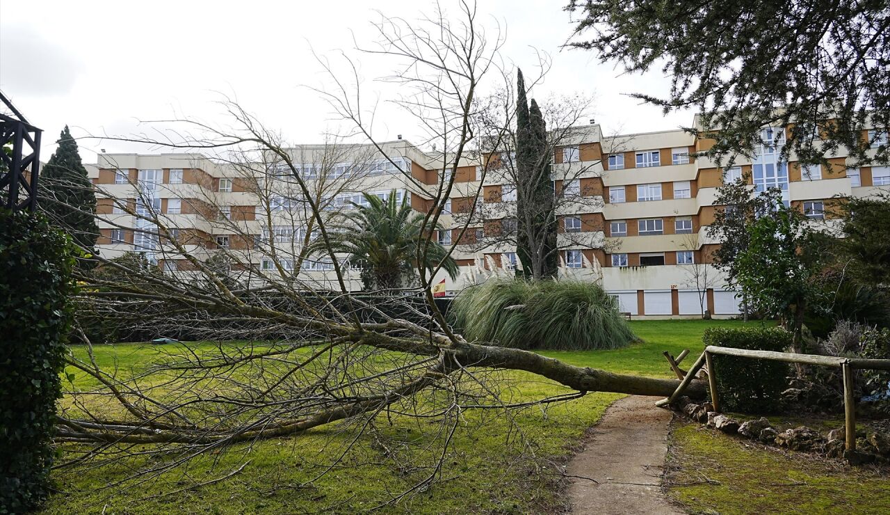 Un &aacute;rbol ca&iacute;do en C&aacute;ceres, Extremadura