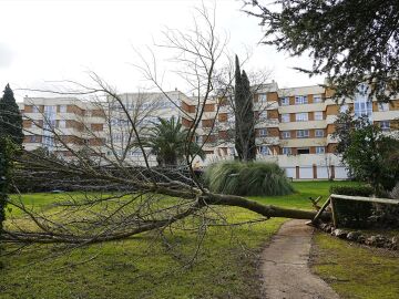 Un &aacute;rbol ca&iacute;do en C&aacute;ceres, Extremadura