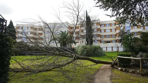 Un árbol caído en Cáceres, Extremadura Un árbol caído en Cáceres, Extremadura