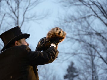 Imagen de archivo de la marmota Phil