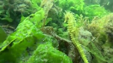 Salvar a los caballitos de mar en Vigo