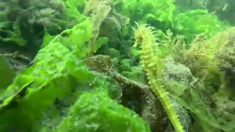 Salvar a los caballitos de mar en Vigo Salvar a los caballitos de mar en Vigo