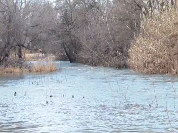 Imagen de la crecida del r&iacute;o Jarama por la borrasca Leonardo