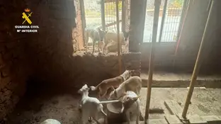 Imagen de los podencos abandonados Imagen de los podencos abandonados