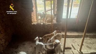 Imagen de los podencos abandonados