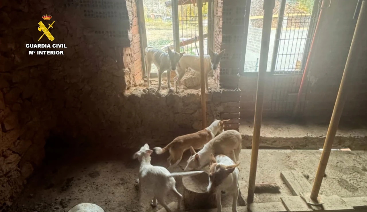 Imagen de los podencos abandonados