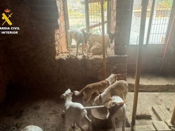 Imagen de los podencos abandonados