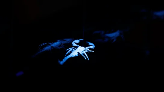 "¡Qué chulo!": Marron sorprende a la familia Sánnchez Saborido al demostrar el poder fluorescente de la naturaleza "¡Qué chulo!": Marron sorprende a la familia Sánnchez Saborido al demostrar el poder fluorescente de la naturaleza