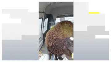 ovejas hierba ovejas hierba