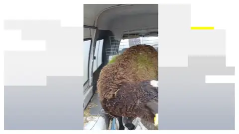 ovejas hierba ovejas hierba