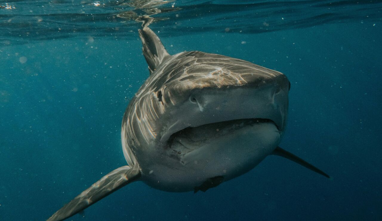 Ejemplar de tibur&oacute;n blanco