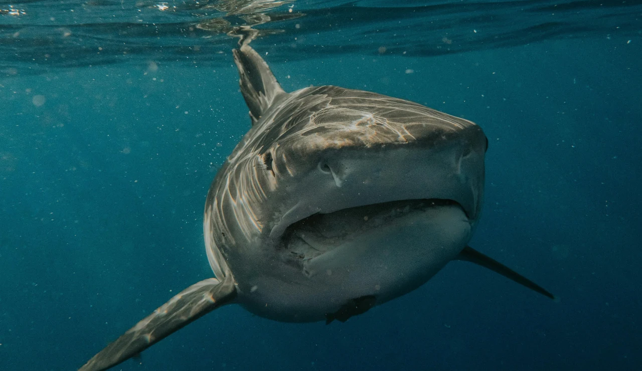Ejemplar de tiburón blanco