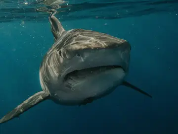 Ejemplar de tiburón blanco Ejemplar de tiburón blanco