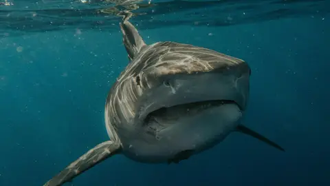 Ejemplar de tiburón blanco Ejemplar de tiburón blanco
