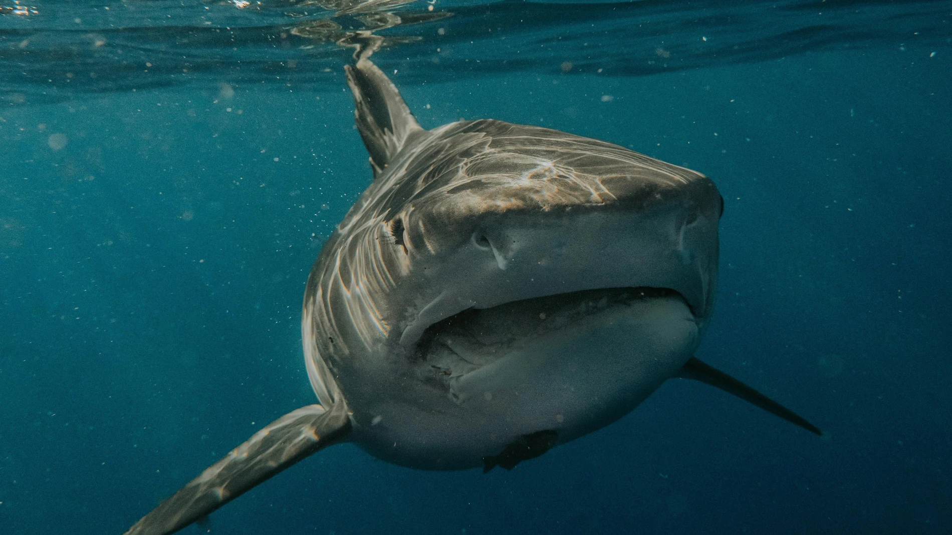 Ejemplar de tiburón blanco Ejemplar de tiburón blanco