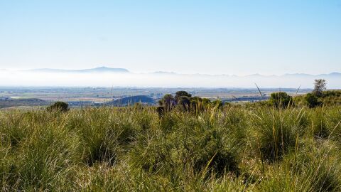 mangolink-murcia-4913409_1280