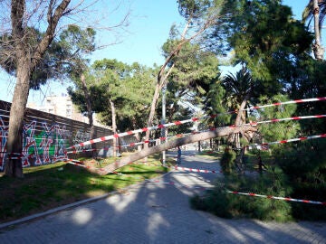 &Uacute;ltima hora de la borrasca Nils en directo: Varios heridos en Catalu&ntilde;a por la ca&iacute;da de &aacute;rboles