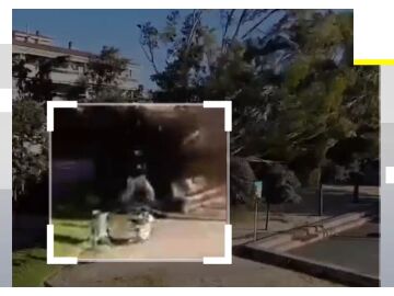 Momento que un &aacute;rbol cae junto a una mujer en Barcelona