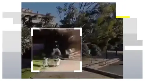 Momento que un árbol cae junto a una mujer en Barcelona Momento que un árbol cae junto a una mujer en Barcelona