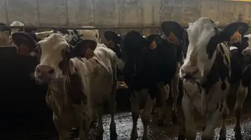 Ganadería Ganadería