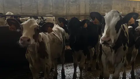 Ganadería Ganadería