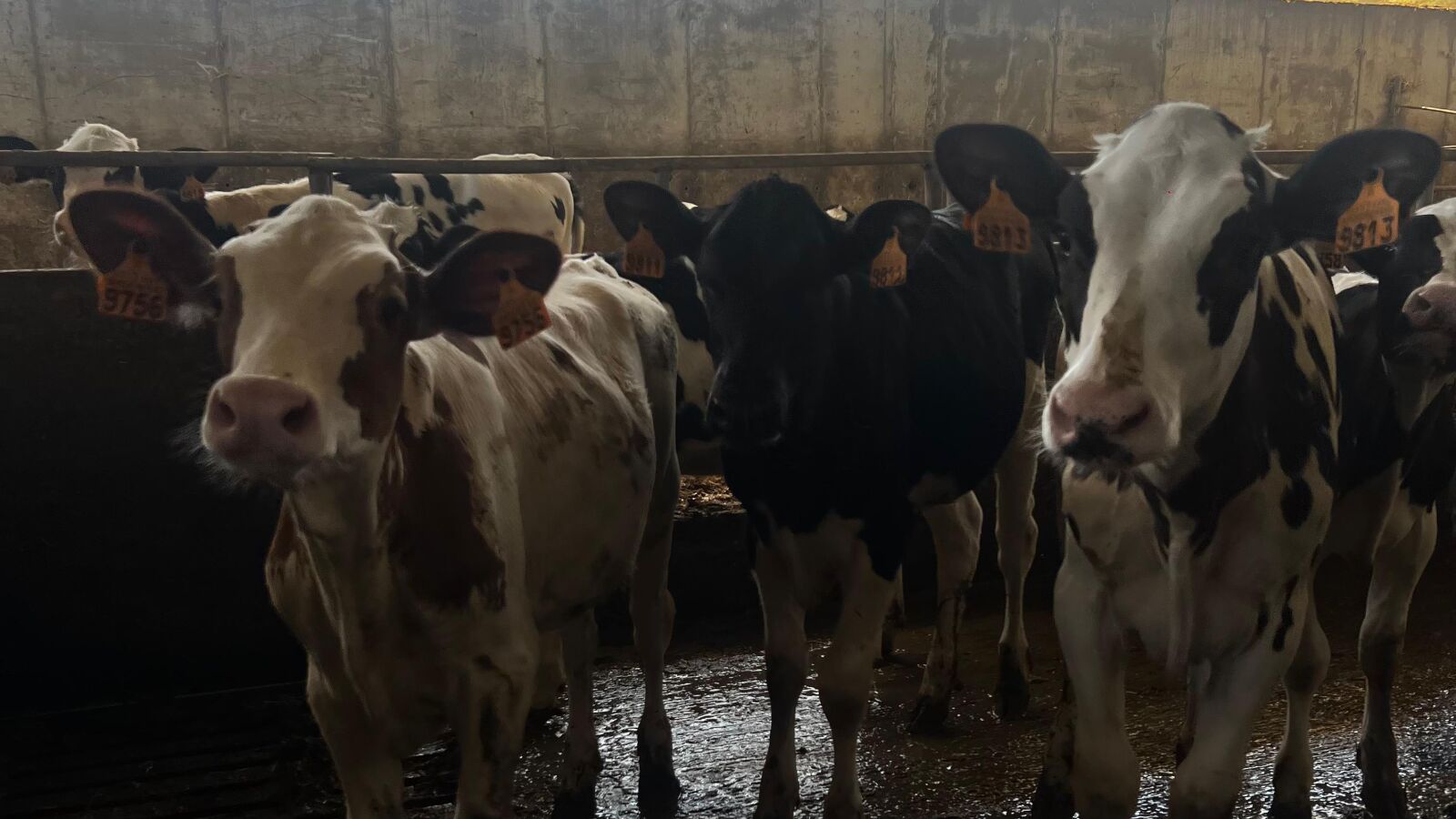 El temporal asfixia al sector primario: el campo no puede sembrar, el mar se vacía y las granjas están al límite
