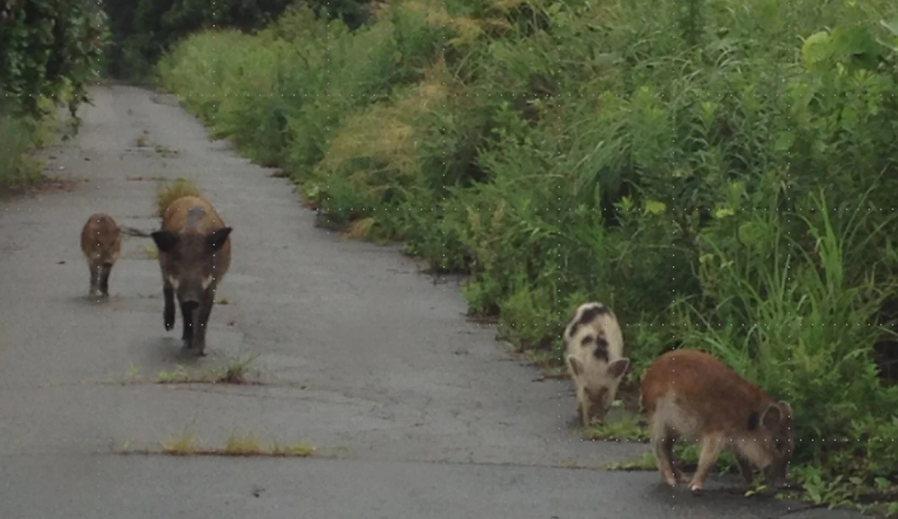 Imagen de jabalíes con rasgos de cerdos domésticos