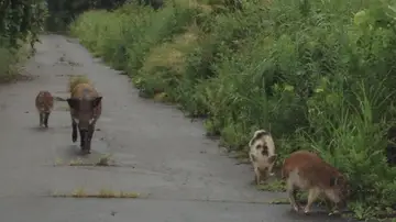 Imagen de jabalíes con rasgos de cerdos domésticos Imagen de jabalíes con rasgos de cerdos domésticos
