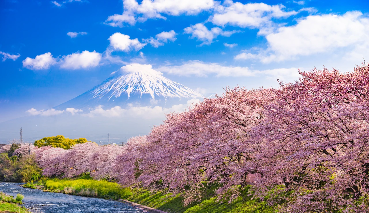 Sakura, floración de los cerezos de Japón