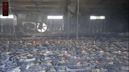 Duras im&aacute;genes: 10.000 pollos mueren calcinados en un incendio de una nave av&iacute;cola en Villafranca, Navarra