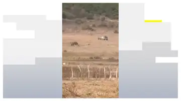 El momento en el que abaten a El 'Mencho' El momento en el que abaten a El 'Mencho'