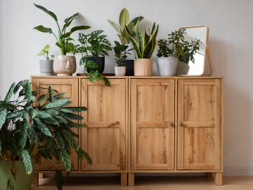 Mueble de madera con vegetaci&oacute;n decorativa