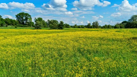 Campo con flores amarillas
