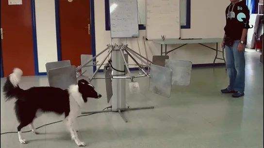 Perros detectores del cáncer de pulmón Perros detectores del cáncer de pulmón