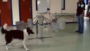 Perros detectores del c&aacute;ncer de pulm&oacute;n