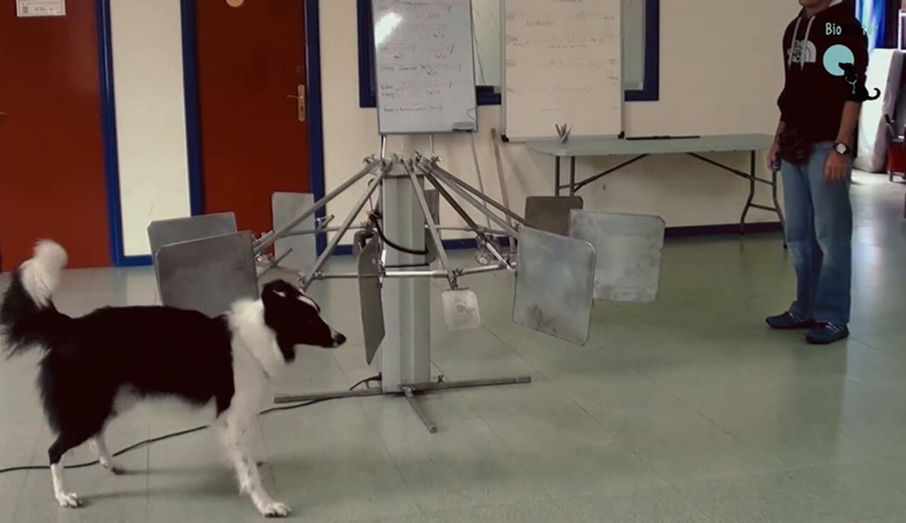 Perros detectores del c&aacute;ncer de pulm&oacute;n