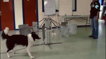 Perros detectores del c&aacute;ncer de pulm&oacute;n