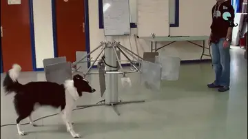 Perros detectores del cáncer de pulmón Perros detectores del cáncer de pulmón