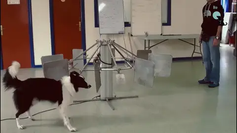 Perros detectores del cáncer de pulmón Perros detectores del cáncer de pulmón