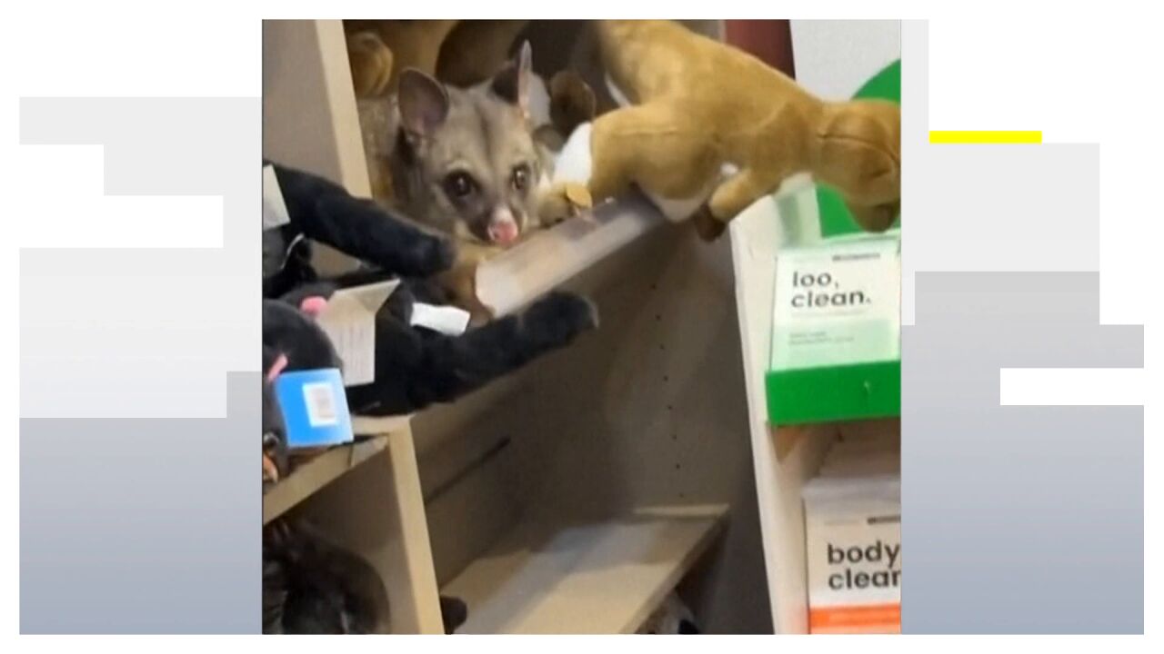 VÍDEO: Una zarigüeya se cuela en una tienda del aeropuerto de Australia y se camufla como un peluche más