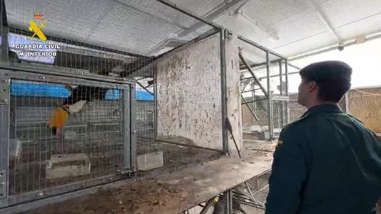 Operación en la que han sido intervenidas hasta 500 aves exóticas en Cádiz Operación en la que han sido intervenidas hasta 500 aves exóticas en Cádiz