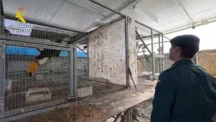 Operaci&oacute;n en la que han sido intervenidas hasta 500 aves ex&oacute;ticas en C&aacute;diz
