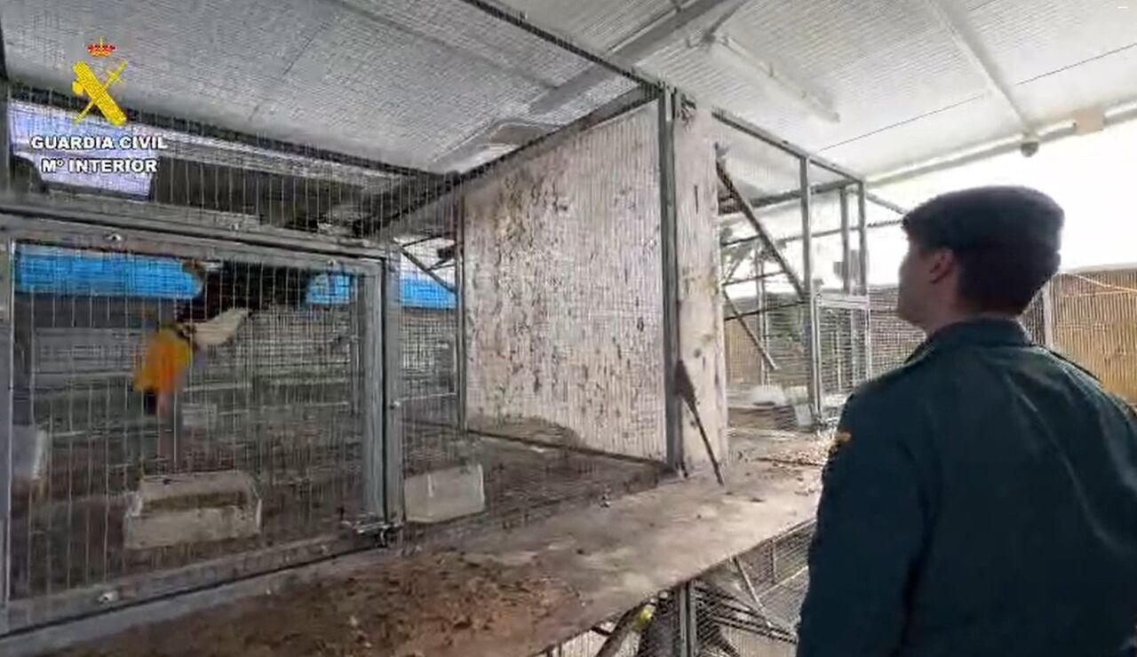 Operaci&oacute;n en la que han sido intervenidas hasta 500 aves ex&oacute;ticas en C&aacute;diz