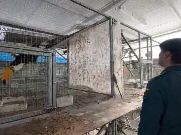 Operaci&oacute;n en la que han sido intervenidas hasta 500 aves ex&oacute;ticas en C&aacute;diz