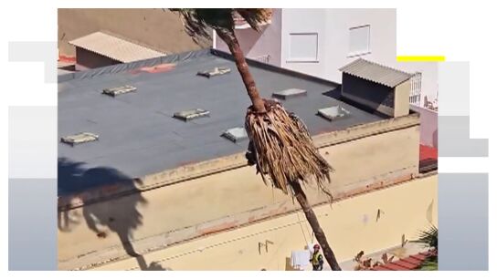 Imagen de la palmera cayendo 