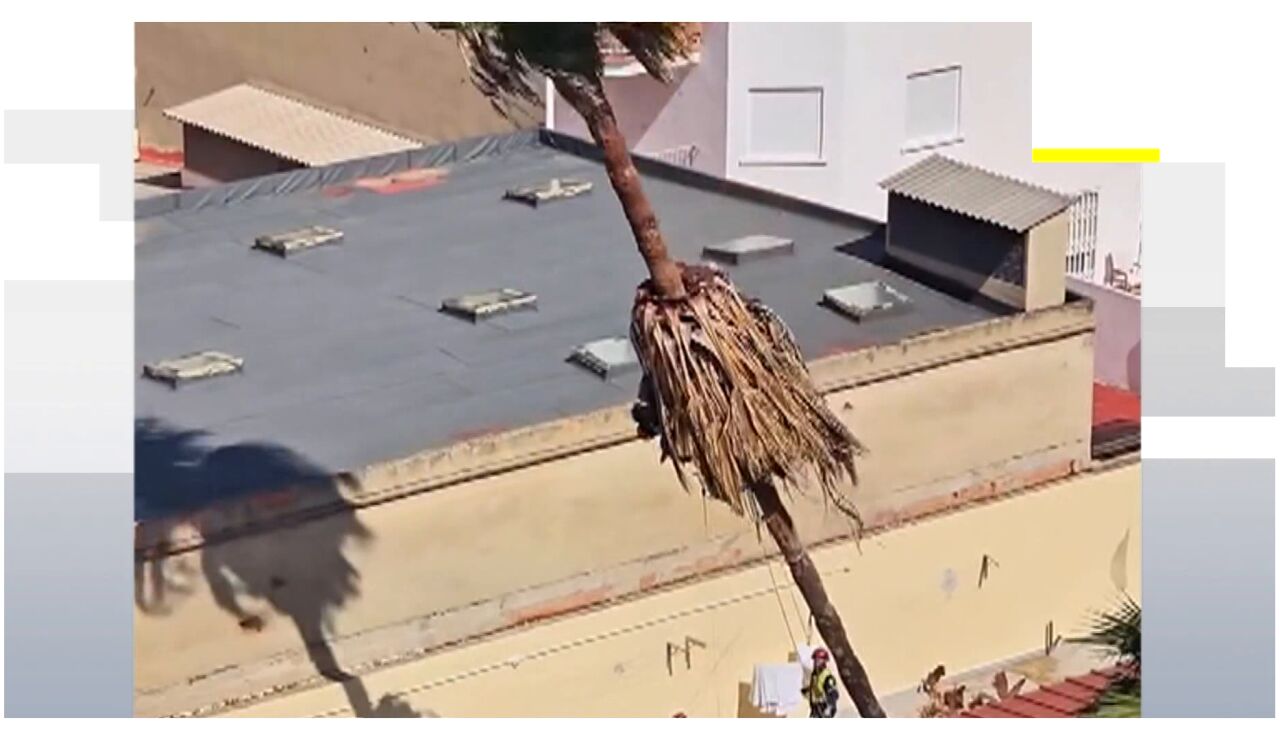 Imagen de la palmera cayendo 