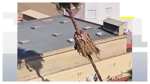 Imagen de la palmera cayendo Imagen de la palmera cayendo