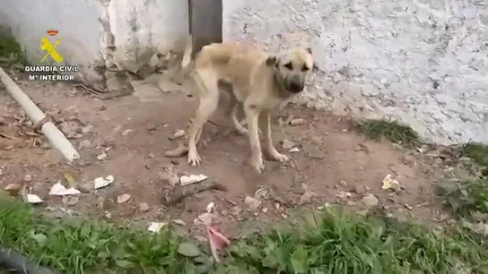 Rescatan a 75 perros maltratados de forma extrema en Cádiz Rescatan a 75 perros maltratados de forma extrema en Cádiz